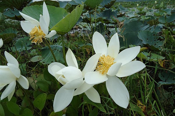 ফরিদপুরের নগরকান্দার রামনগর ইউনিয়নের কুঞ্জনগর বিল থেকে লেখকের তোলা ছবি