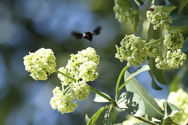 হেমন্তের সোনা রোদ মিইয়ে যেতেই সুগন্ধি ছড়ায় ছাতিম ফুল। একই সঙ্গে বয়ে আনে শীতের আগমনী বার্তা। চট্টগ্রামের জামালখান এলাকা থেকে তোলা ছবি । সৌরভ দাশ