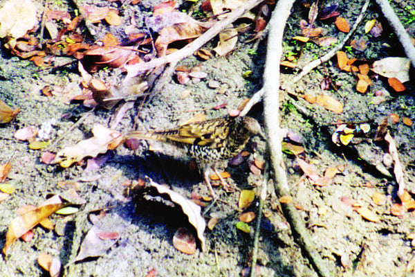 ঝরাপাতার মধ্যে খাবার খুঁজছে রঙিলা দোয়েল ষ ছবি: তানভীর খান