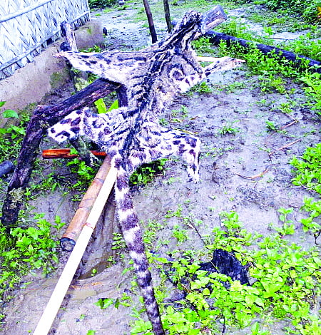 লক্ষ্মীছড়ি বনের থলছড়া গ্রামে একটি মেছোবাঘ শিকার করে চামড়া  শুকানো হচ্ছে। ছবিটি সম্প্রতি তোলা