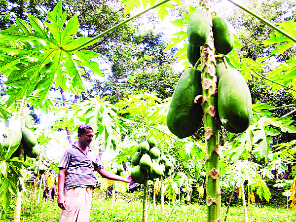 পেঁপেখেতে কাজ করছেন মোহাম্মদ ইসমাইল  প্রথম আলো