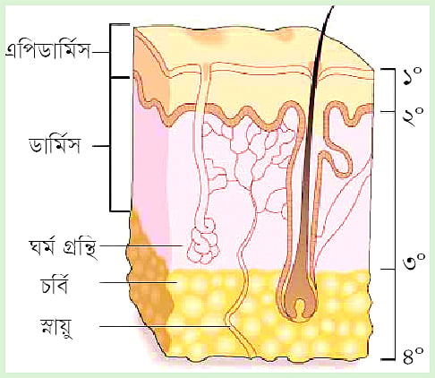 জেনে নিন পোড়ার চিকিৎসা