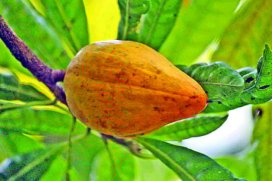 রামগড় পাহাড়াঞ্চল কৃষি গবেষণাকেন্দ্রের গাছে ঝুলছে তিশা ফল  প্রথম আলো