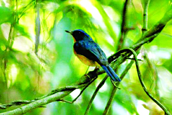 সাতছড়ি জাতীয় উদ্যান থেকে গত ২২ নভেম্বর ছবিটি তুলেছেন রেঞ্জার মুনির আহমেদ খান