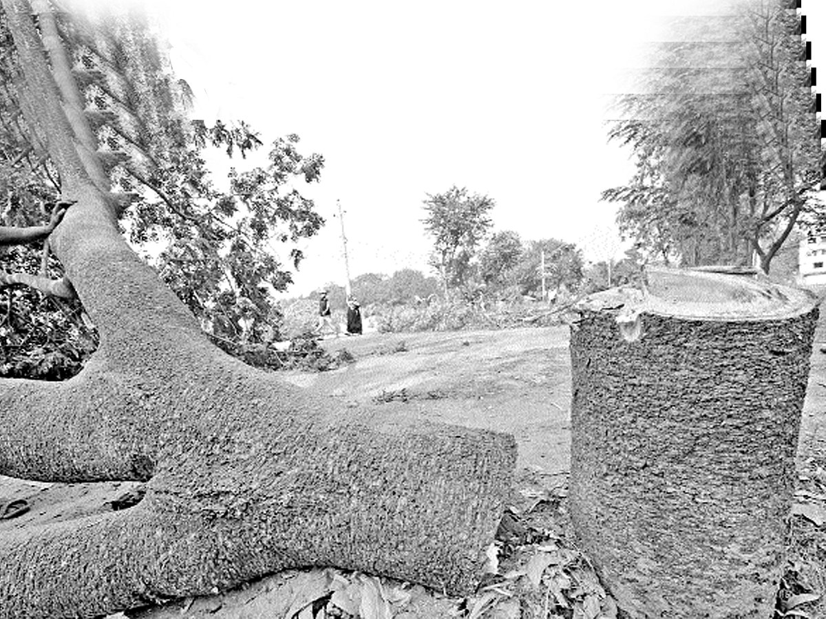 রাজনৈতিক আন্দোলনের নামে নির্বিচারে গাছ কাটা হচ্ছে