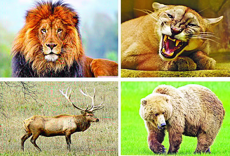 সিংহ, পুমা, এলক, ভালুক