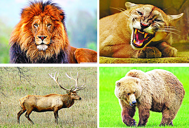 সিংহ, পুমা, এলক, ভালুক