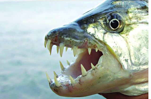 টাইগার ফিশের তীক্ষ দাঁত