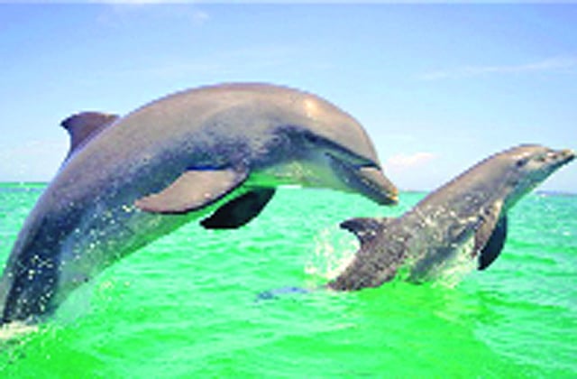 ডলফিন
