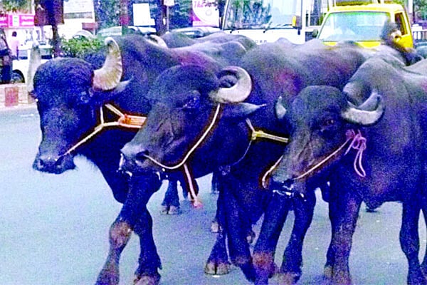 মহিষের জীবনরহস্য