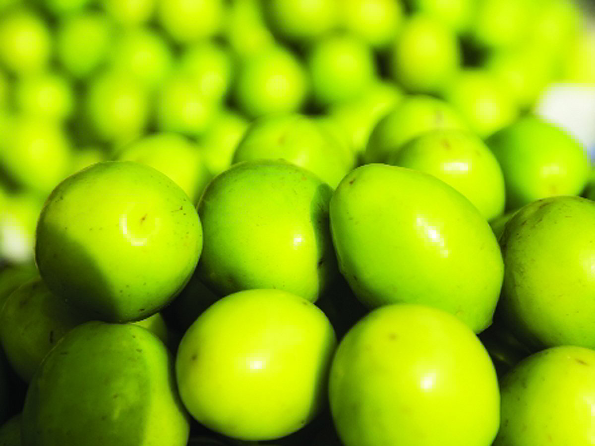 বরই বড়ই গুণের