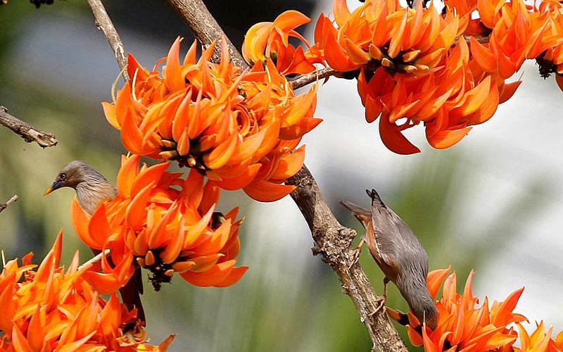 গাছে গাছে ফুটে আছে রুদ্র পলাশ। ছবি: সৌরভ দাশ।