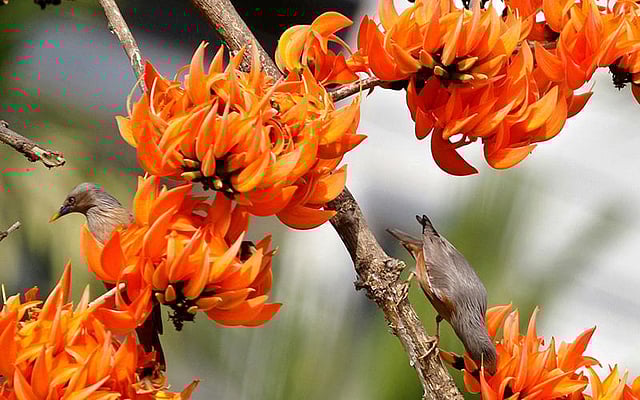 গাছে গাছে ফুটে আছে রুদ্র পলাশ। ছবি: সৌরভ দাশ।