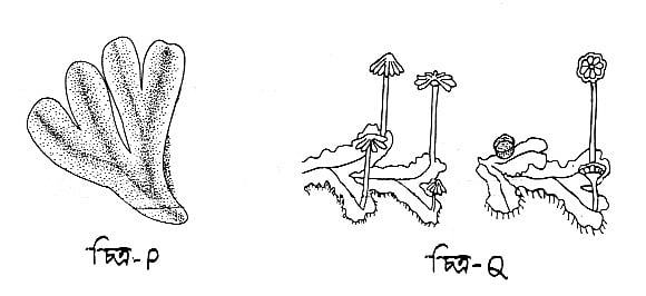 চিত্র p ও চিত্র q