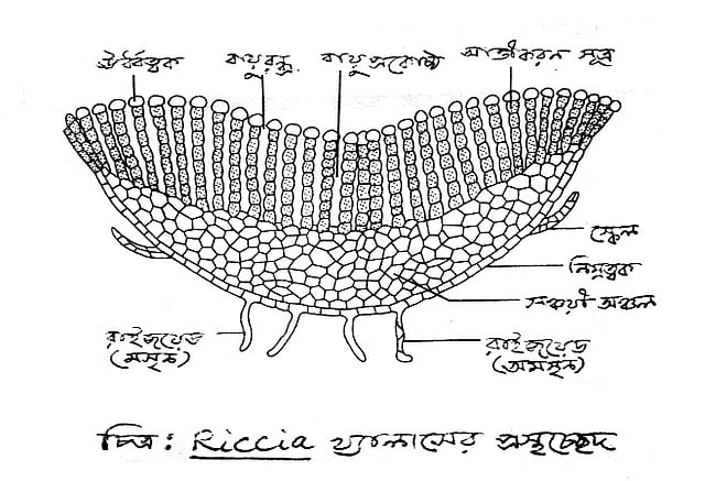 চিত্র: Riccia থ্যালাসের প্রস্থচ্ছেদ