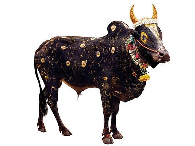 ছবি: টনি মেনেগুজ্জো/দ্য গার্ডিয়ান