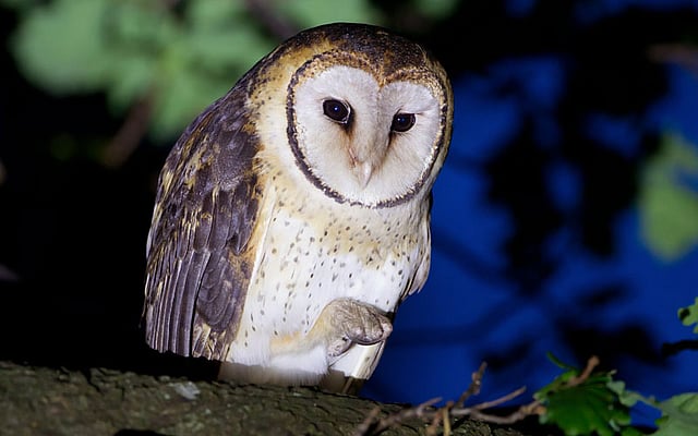 রাত জেগে থাকা নারী বা পুরুষকে রাতের প্যাঁচা বা রাতের পাখি হিসেবে অভিহিত করা হয়। আর যে সব নারী-পুরুষ রাতে তাড়াতাড়ি ঘুমিয়ে সকালে তাড়াতাড়ি ওঠেন, তাঁদের বলা হয় ভরত পক্ষী, সকালের পাখি বা গানের পাখি। ‘তাসমানিয়ান’ প্রজাতির এই রাতের প্যাঁচার ছবিটি উইকিপিডিয়া থেকে নেওয়া।