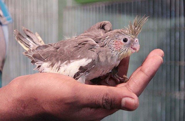 ককাটেলের এক মাস বয়সী বাচ্চা । ছবি: প্রথম আলো