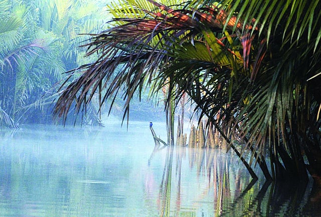 শান্ত, সুন্দর, ঐশ্বর্যময়—সুন্দরবন। ছবি: জিয়া ইসলাম