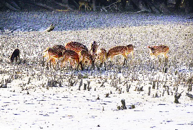 সুন্দরবনের চিত্রা হরিণ
