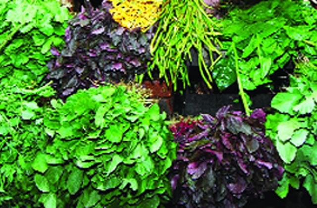 আঁশযুক্ত সবজি-ফলমূল সব সময়ই পাওয়া যায়