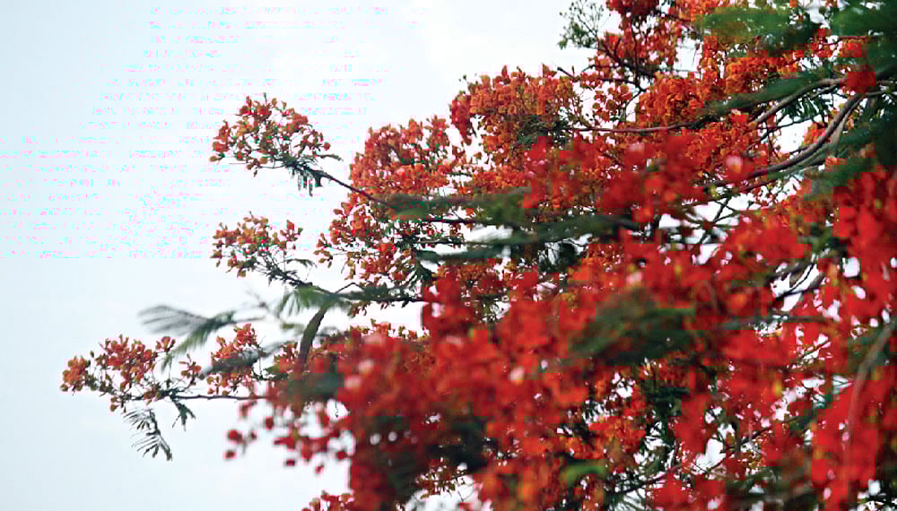 কৃষ্ণচূড়া চূড়ায় সাজে...ছবি: পল্লব মোহাইমেন