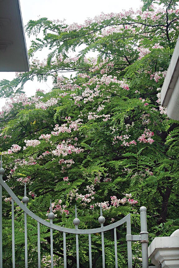 লালসোনাইলের রূপও কম নয়