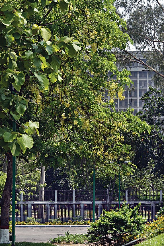 সোনালু ফুলের হলুদ ছায়া