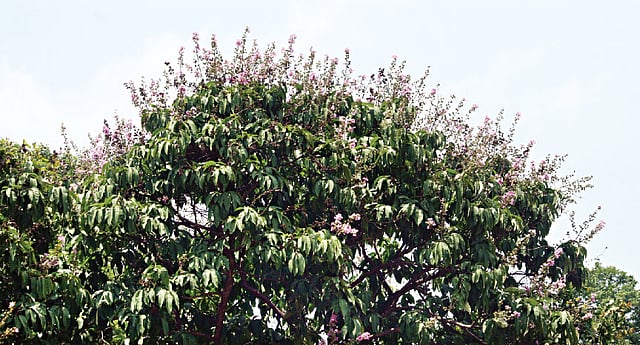 সবুজের ওপর উঁকি দিয়েছে বেগুনি জারুল