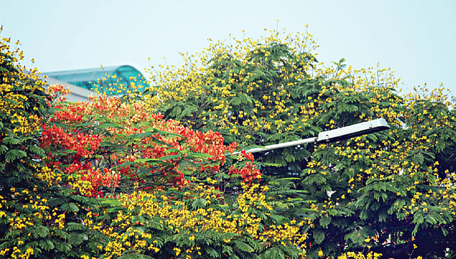 অনেকেই রাধাচূড়া ভাবলেও এর নাম অাসলে কনকচূড়া