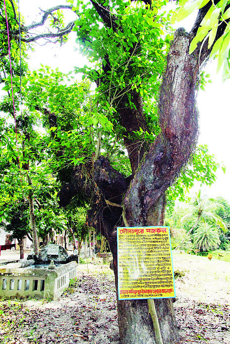 খাঁ-বাড়ির সামনে এই আমগাছতলায় নজরুল শিশুদের গান শেখাতেন
