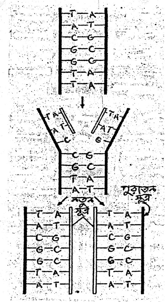 চিত্র-DNA অণুর অনুলিপিকরণ