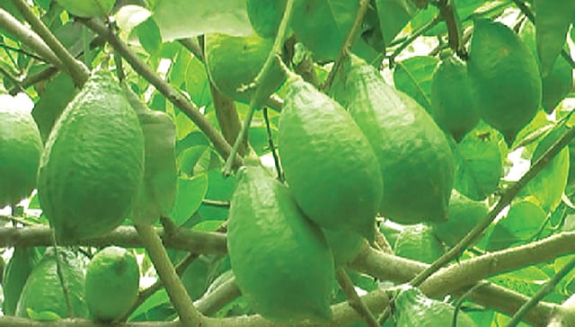 নরসিংদীর চার উপজেলায় বাণিজ্যিকভাবে চাষাবাদ