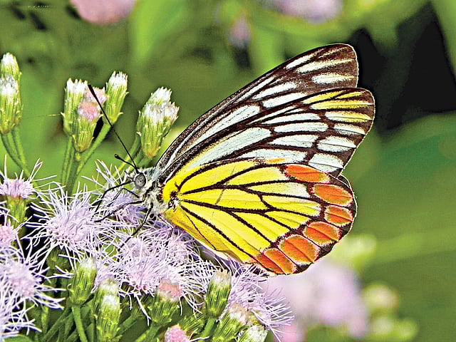 হরতনি প্রজাপতির ডানার নিচের দিক l ছবি: লেখক