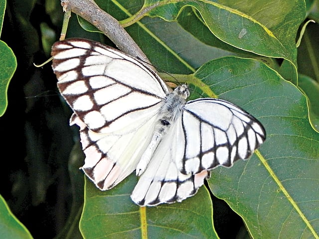 হরতনি প্রজাপতির ডানার ওপরের দিক