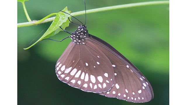 এ যেন নকশা করা পাখা। ছবিটি রাঙামাটি থেকে তোলা। ছবি: সুপ্রিয় চাকমা, রাঙামাটি