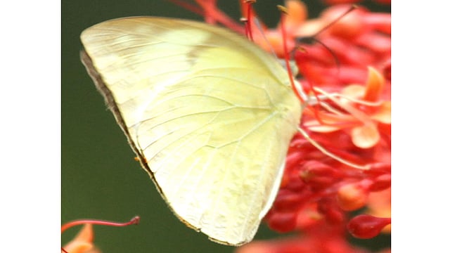 সোনালি পাখার প্রজাপতি। ছবিটি রাঙামাটি থেকে তোলা। ছবি: সুপ্রিয় চাকমা, রাঙামাটি