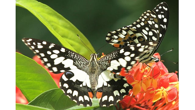 নাম না জানা এসব প্রজাপতি ফুলে ফুলে ঘুরে ঘুরে মধু সংগ্রহ করছে। ছবিটি রাঙামাটি থেকে তোলা। ছবি: সুপ্রিয় চাকমা, রাঙামাটি