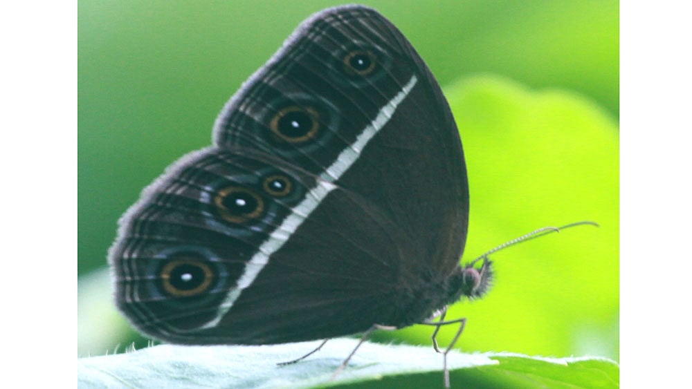 প্রজাপতি, প্রজাপতি, কোথায় পেলে ভাই এমন রঙিন পাখা—এমন রঙিন পাখার প্রজাপতির দেখা পাওয়া যাবে পাহাড়ি বনের ভেতর। ছবিটি রাঙামাটি থেকে তোলা। ছবি: সুপ্রিয় চাকমা, রাঙামাটি