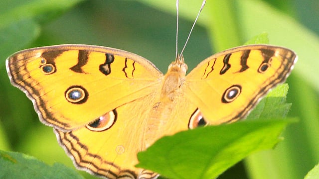 এসব পাহাড়ি বুনো প্রজাপতির ওড়াউড়ি মানুষের বেশ নজর কাড়ে। ছবিটি রাঙামাটি থেকে তোলা। ছবি: সুপ্রিয় চাকমা, রাঙামাটি