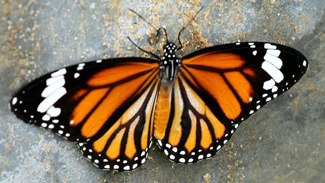 বুনো প্রজাপতি। ছবিটি রাঙামাটি থেকে তোলা। ছবি: সুপ্রিয় চাকমা, রাঙামাটি