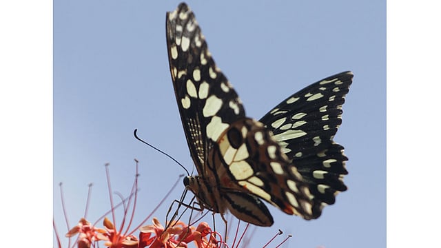 পাহাড়ি ফুলের ওপর বসে মধু সংগ্রহ করছে এই প্রজাপতি। ছবিটি রাঙামাটি থেকে তোলা। ছবি: সুপ্রিয় চাকমা, রাঙামাটি