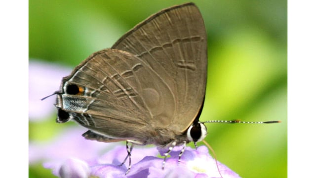পাহাড়ি ফুলের ওপর বসে মধু সংগ্রহ করছে এই প্রজাপতি। ছবিটি রাঙামাটি থেকে তোলা। ছবি: সুপ্রিয় চাকমা, রাঙামাটি