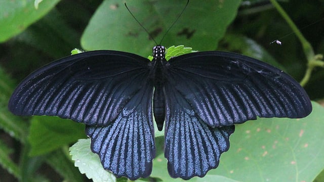 নীল পাখার প্রজাপতি। ছবিটি রাঙামাটি থেকে তোলা। ছবি: সুপ্রিয় চাকমা, রাঙামাটি