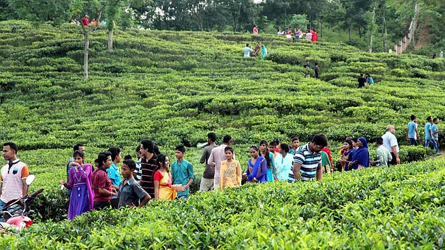 ঈদের ছুটিতে চা-বাগানে ভিড় জমিয়েছে পর্যটকেরা। ছবিটি বৃহস্পতিবার সিলেটের লাক্কাতুরা চা-বাগান থেকে তোলা। ছবি: আনিস মাহমুদ, সিলেট
