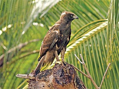 বহুরূপী ইগলের সেই ছানাটি, যাকে পরে গুলি করে মারা হয়।  ছবিটি বাগেরহাটের যাত্রাপুর থেকে গত বছরের  ৮ জুলাই তোলা l ছবি: লেখক