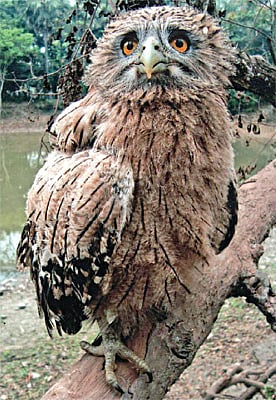 মা-হারানো সেই ভুতুমের ছানা l ছবি: মুস্তাহিদ সুজা