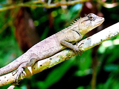 রক্তচোষা। সাতছড়ি জাতীয় উদ্যান থেকে ২ আগস্ট ছবিটি তোলা l ছবি: লেখক