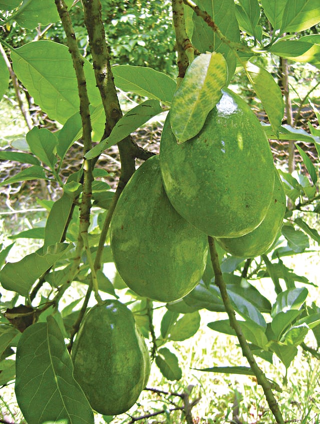 চাঁপাইনবাবগঞ্জ হর্টিকালচার সেন্টারে গাছে ঝুলছে অ্যাভোকাডো l ছবি: প্রথম আলো