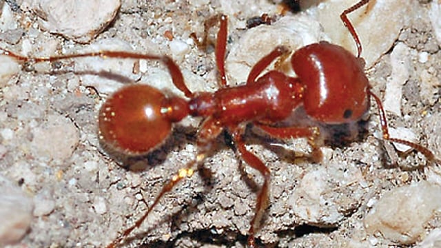 রেড হার্ভেস্টার অ্যান্ট নামের এক ধরনের পিঁপড়া পাথুরে মাটিতে প্রাকৃতিক কার্বন ডাই-অক্সাইড শোষণের মাত্রা প্রায় ৩৩৫ গুণ বাড়িয়ে দিতে পারে। অন্য কয়েকটি প্রজাতির পিঁপড়াও এ ক্ষেত্রে সক্রিয় ভূমিকা পালন করে